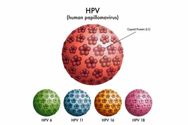 virus HPV la gi